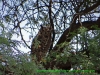 121026-10829-za-kgalagadipark-nossob-river-rooiputs-spotted-eagle-owl