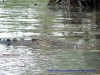 120825-04311-au-corroboree-billabong-salt-water-crocodile