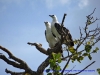 120825-04319-au-corroboree-billabong-white-breasted-sea-eagle