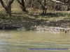 120825-04337-au-corroboree-billabong-salt-water-crocodile
