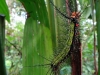 130312-21655-pe-p-n-manu-jardin-botanico-de-orquideas-caterpillar