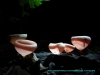 130312-21763-pe-p-n-manu-hummingbird-lodge-mushroom