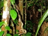 130315-22035-pe-p-n-manu-maquisapayoj-lodge-tapir-trail-tree-boa
