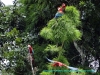 130316-22206-pe-p-n-manu-blanquillo-clay-red-and-green-macaw