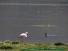 130223-19891-cl-putre-p-n-lauca-altiplano-lago-chungara-chilean-flamingo