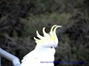 120822-04223-au-katoomba-sulphur-crested-cockatoos-in-park