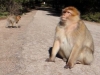 130407-23180-ma-middle-atlas-parc-national-d-ifrane-barbary-macaque-ethan