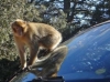 130407-23203-ma-middle-atlas-parc-national-d-ifrane-barbary-macaque-playing-on-our-car