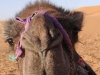 130408-23527-ma-sahara-erg-chebbi-camel