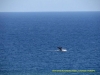 120911-05720-au-gnaraloo-station-humpback-whales
